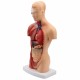 11inch Human Body Model Torso Anatomy Doll 15 Removable Parts Skeleton Visceral