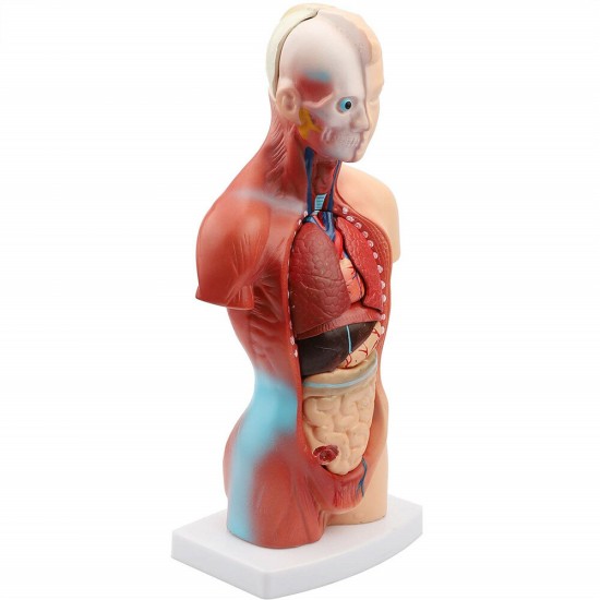 11inch Human Body Model Torso Anatomy Doll 15 Removable Parts Skeleton Visceral