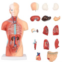 11inch Human Body Model Torso Anatomy Doll 15 Removable Parts Skeleton Visceral 11inch Human Body Model Torso Anatomy Doll 15 Removable Parts Skeleton Visceral