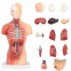 11inch Human Body Model Torso Anatomy Doll 15 Removable Parts Skeleton Visceral