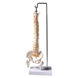 45cm (17.7inch) Spine Medical Model With Pelvis Femur Heads 1/2 Life Lab Equipment 45cm (17.7inch) Spine Medical Model With Pelvis Femur Heads 1/2 Life Lab Equipment