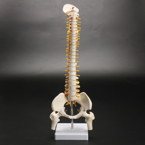 45cm (17.7inch) Spine Medical Model With Pelvis Femur Heads 1/2 Life Lab Equipment