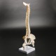 45cm (17.7inch) Spine Medical Model With Pelvis Femur Heads 1/2 Life Lab Equipment