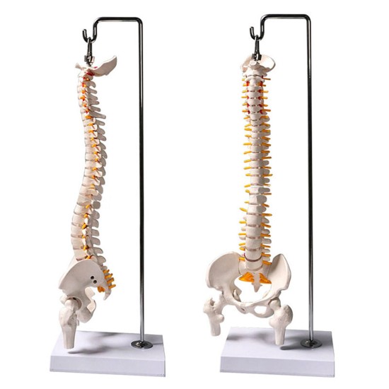 45cm (17.7inch) Spine Medical Model With Pelvis Femur Heads 1/2 Life Lab Equipment