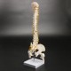 45cm (17.7inch) Spine Medical Model With Pelvis Femur Heads 1/2 Life Lab Equipment