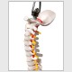 45cm (17.7inch) Spine Medical Model With Pelvis Femur Heads 1/2 Life Lab Equipment