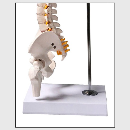 45cm (17.7inch) Spine Medical Model With Pelvis Femur Heads 1/2 Life Lab Equipment