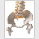 45cm (17.7inch) Spine Medical Model With Pelvis Femur Heads 1/2 Life Lab Equipment