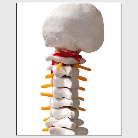 45cm (17.7inch) Spine Medical Model With Pelvis Femur Heads 1/2 Life Lab Equipment