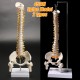 45cm (17.7inch) Spine Medical Model With Pelvis Femur Heads 1/2 Life Lab Equipment