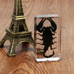 Clear Acrylic Lucite Insect Specimen Spider Black Longhorn Beetle Scorpions Craft Science Toy Clear Acrylic Lucite Insect Specimen Spider Black Longhorn Beetle Scorpions Craft Science Toy