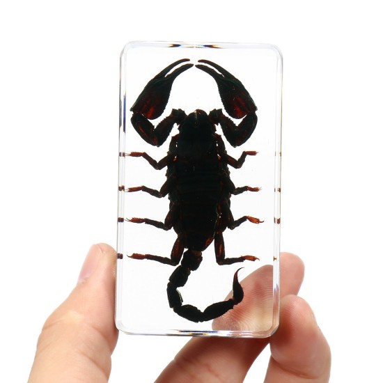 Clear Acrylic Lucite Insect Specimen Spider Black Longhorn Beetle Scorpions Craft Science Toy