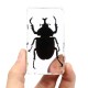 Clear Acrylic Lucite Insect Specimen Spider Black Longhorn Beetle Scorpions Craft Science Toy