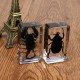 Clear Acrylic Lucite Insect Specimen Spider Black Longhorn Beetle Scorpions Craft Science Toy