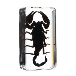 Clear Acrylic Lucite Insect Specimen Spider Black Longhorn Beetle Scorpions Craft Science Toy Clear Acrylic Lucite Insect Specimen Spider Black Longhorn Beetle Scorpions Craft Science Toy