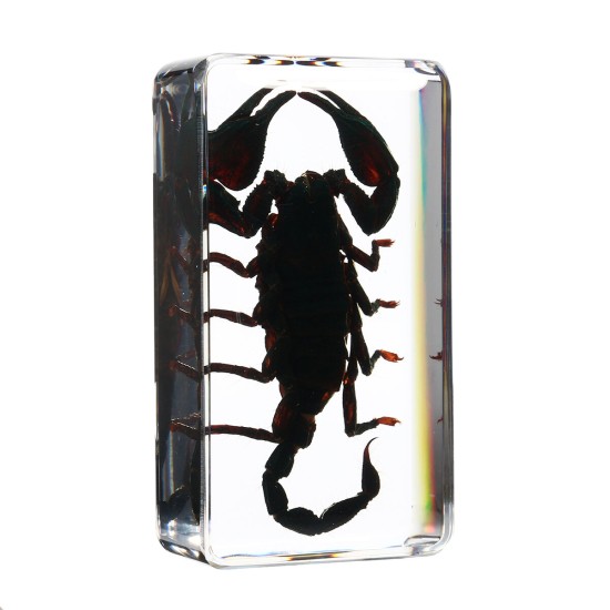 Clear Acrylic Lucite Insect Specimen Spider Black Longhorn Beetle Scorpions Craft Science Toy