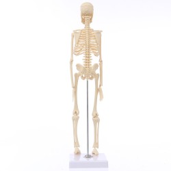 Mini Detachable Human Skeleton Bone Model Removable Arms Legs w Metal Stand Anatomical Medical Model Mini Detachable Human Skeleton Bone Model Removable Arms Legs w Metal Stand Anatomical Medical Model