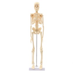 Mini Detachable Human Skeleton Bone Model Removable Arms Legs w Metal Stand Anatomical Medical Model Mini Detachable Human Skeleton Bone Model Removable Arms Legs w Metal Stand Anatomical Medical Model