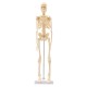 Mini Detachable Human Skeleton Bone Model Removable Arms Legs w Metal Stand Anatomical Medical Model