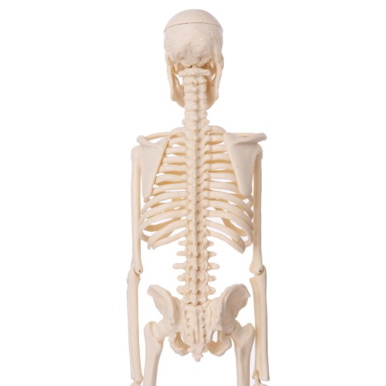 Mini Detachable Human Skeleton Bone Model Removable Arms Legs w Metal Stand Anatomical Medical Model