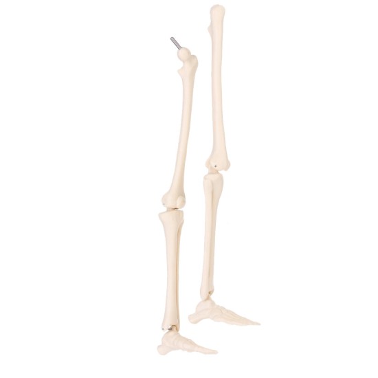 Mini Detachable Human Skeleton Bone Model Removable Arms Legs w Metal Stand Anatomical Medical Model