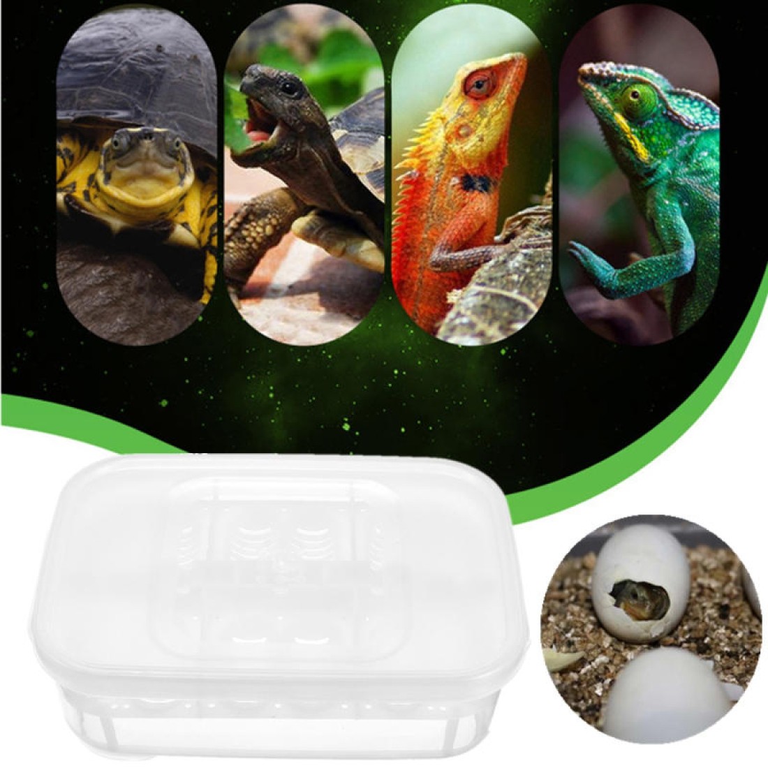 Gecko Egg Incubation Container - Groveland Gecko