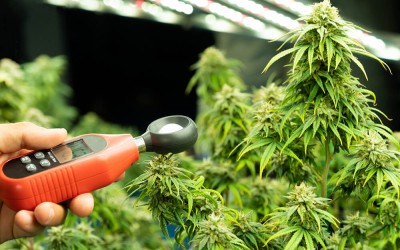 Get Your Garden Growing: Using a Lux Meter to Ensure Your Plants Are Getting the Right Amount of Light Get Your Garden Growing: Using a Lux Meter to Ensure Your Plants Are Getting the Right Amount of Light