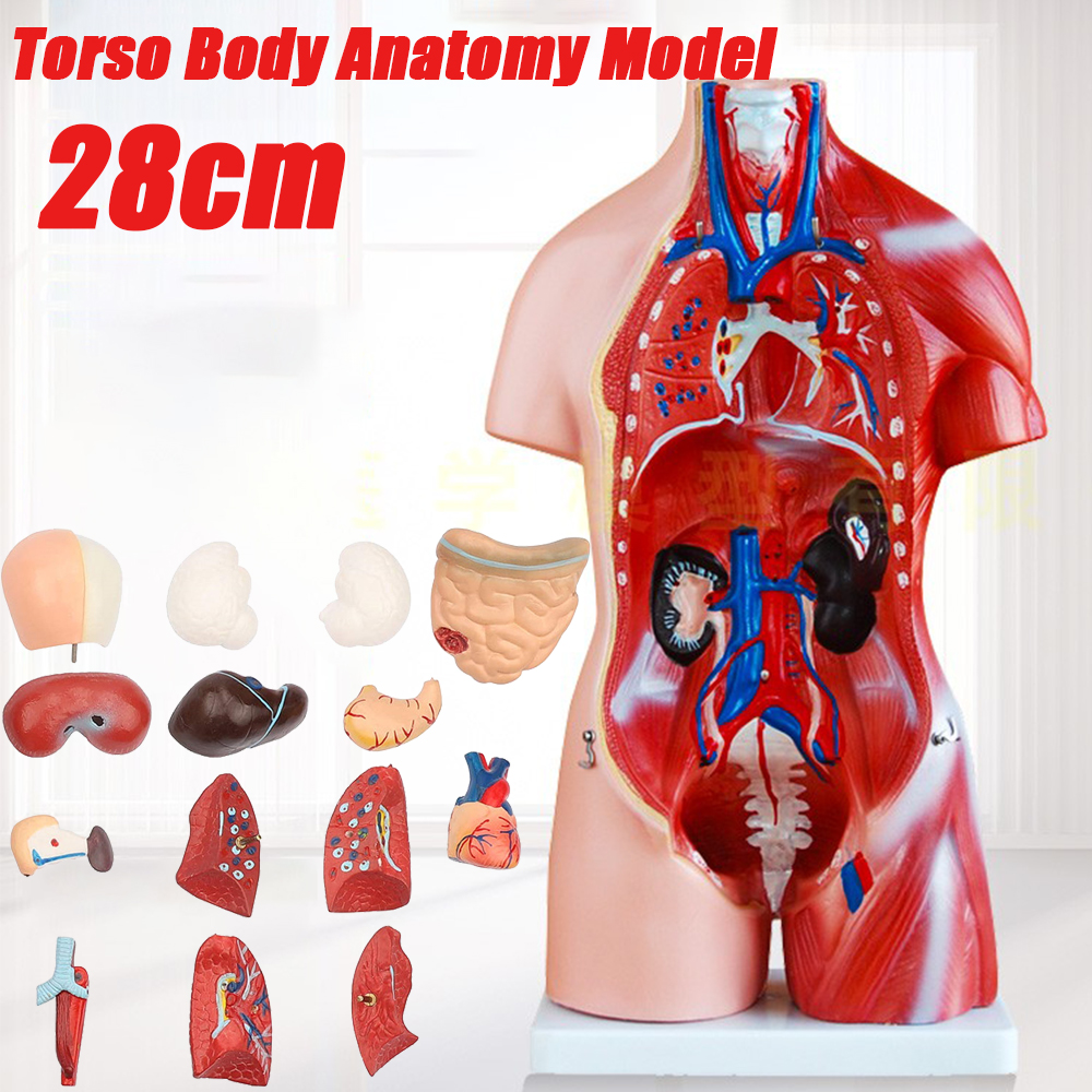 11inch-Human-Body-Model-Torso-Anatomy-Doll-15-Removable-Parts-Skeleton-Visceral-1795055-1
