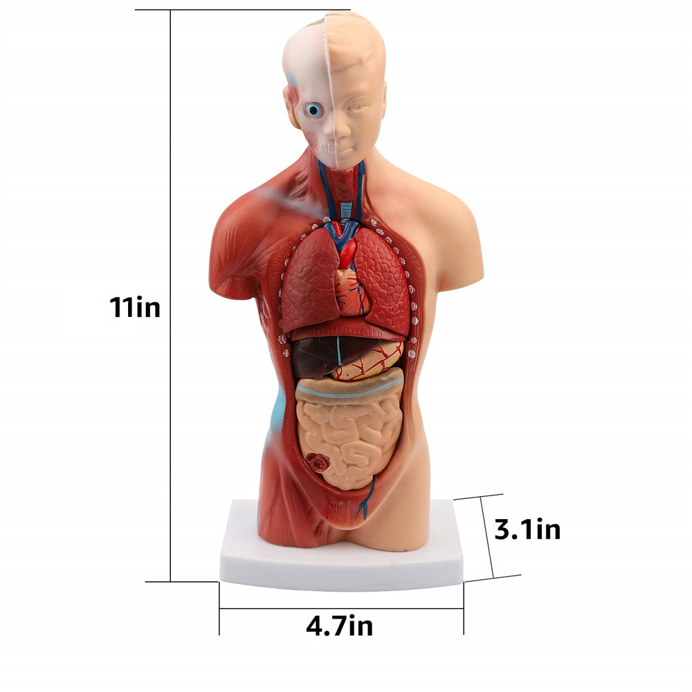 11inch-Human-Body-Model-Torso-Anatomy-Doll-15-Removable-Parts-Skeleton-Visceral-1795055-6