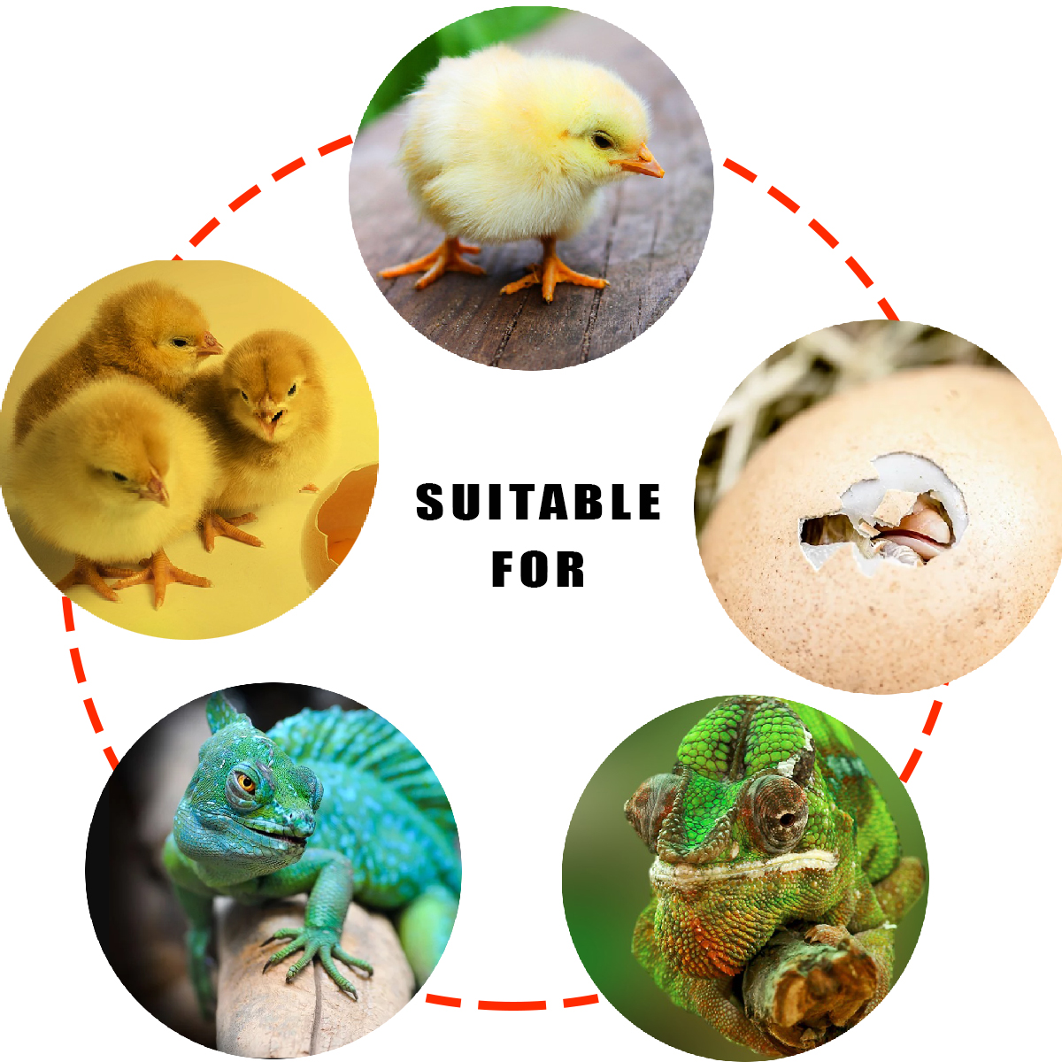 Ceramic-Heat-Emitter-Bulb-Reptile-Chicken-Incubator-Heater-1635425-3