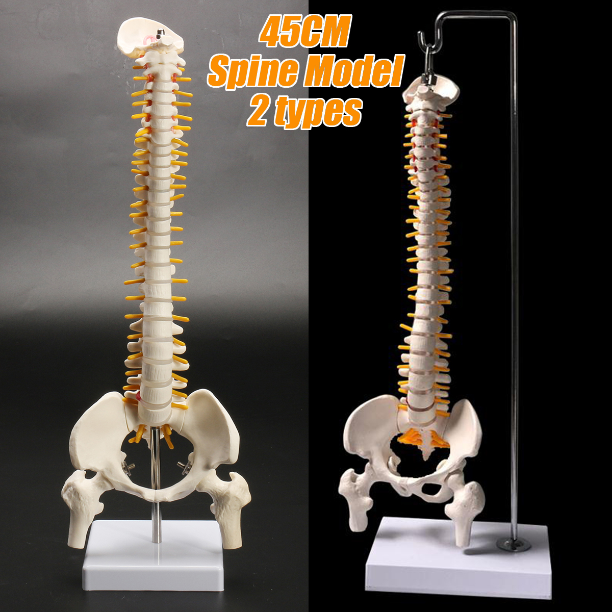 45cm-177quot-Spine-Medical-Model-With-Pelvis-Femur-Heads-12-Life-Lab-Equipment-1620821-1