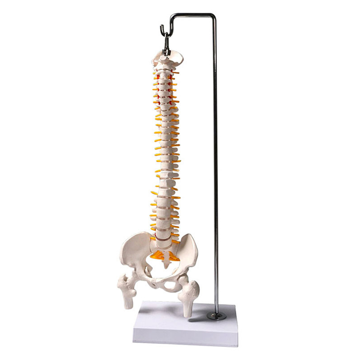 45cm-177quot-Spine-Medical-Model-With-Pelvis-Femur-Heads-12-Life-Lab-Equipment-1620821-3
