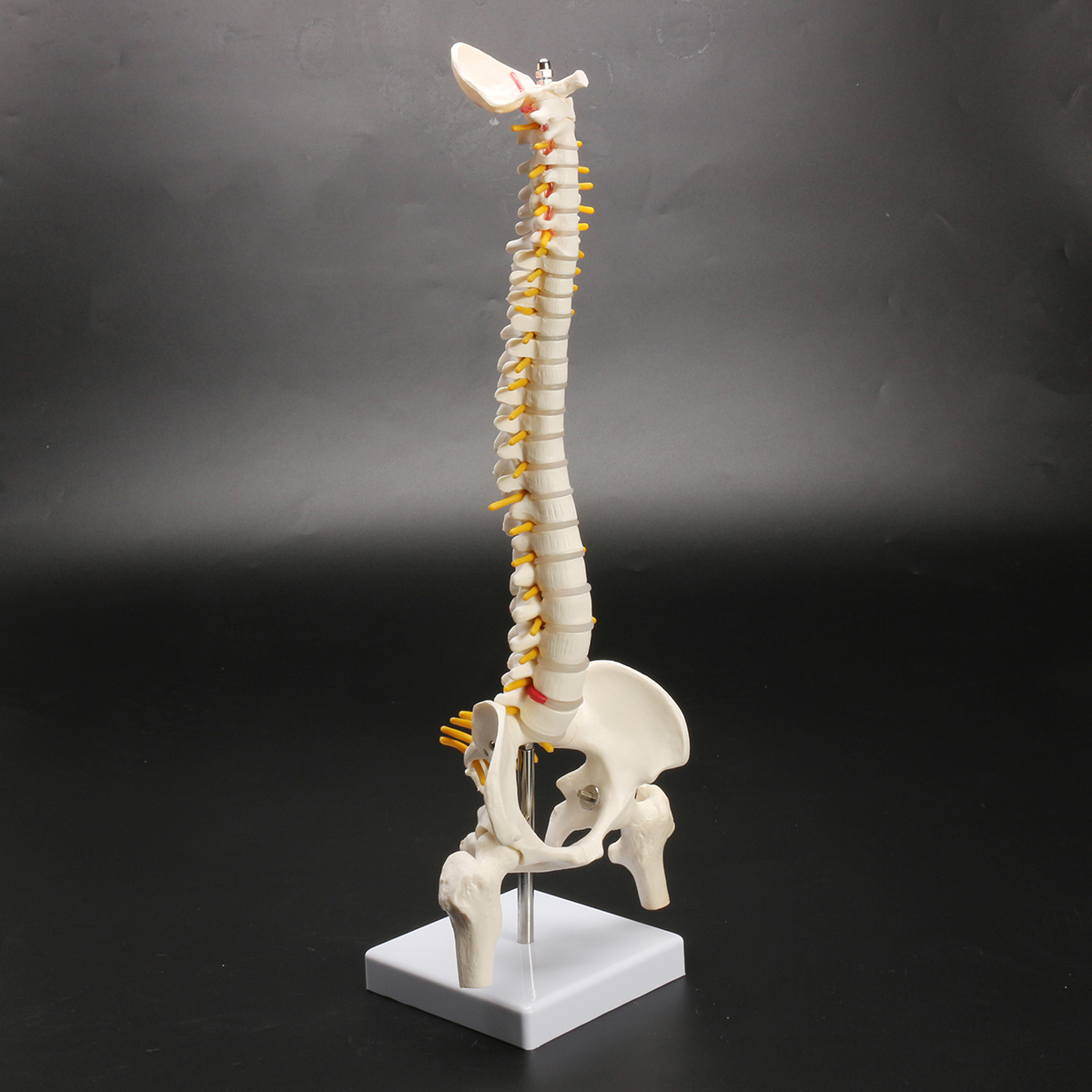 45cm-177quot-Spine-Medical-Model-With-Pelvis-Femur-Heads-12-Life-Lab-Equipment-1620821-5
