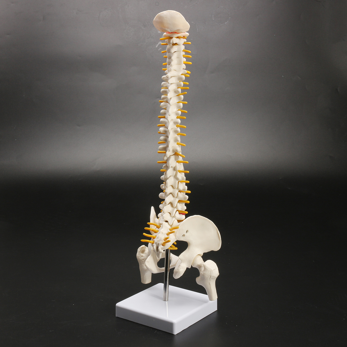 45cm-177quot-Spine-Medical-Model-With-Pelvis-Femur-Heads-12-Life-Lab-Equipment-1620821-6