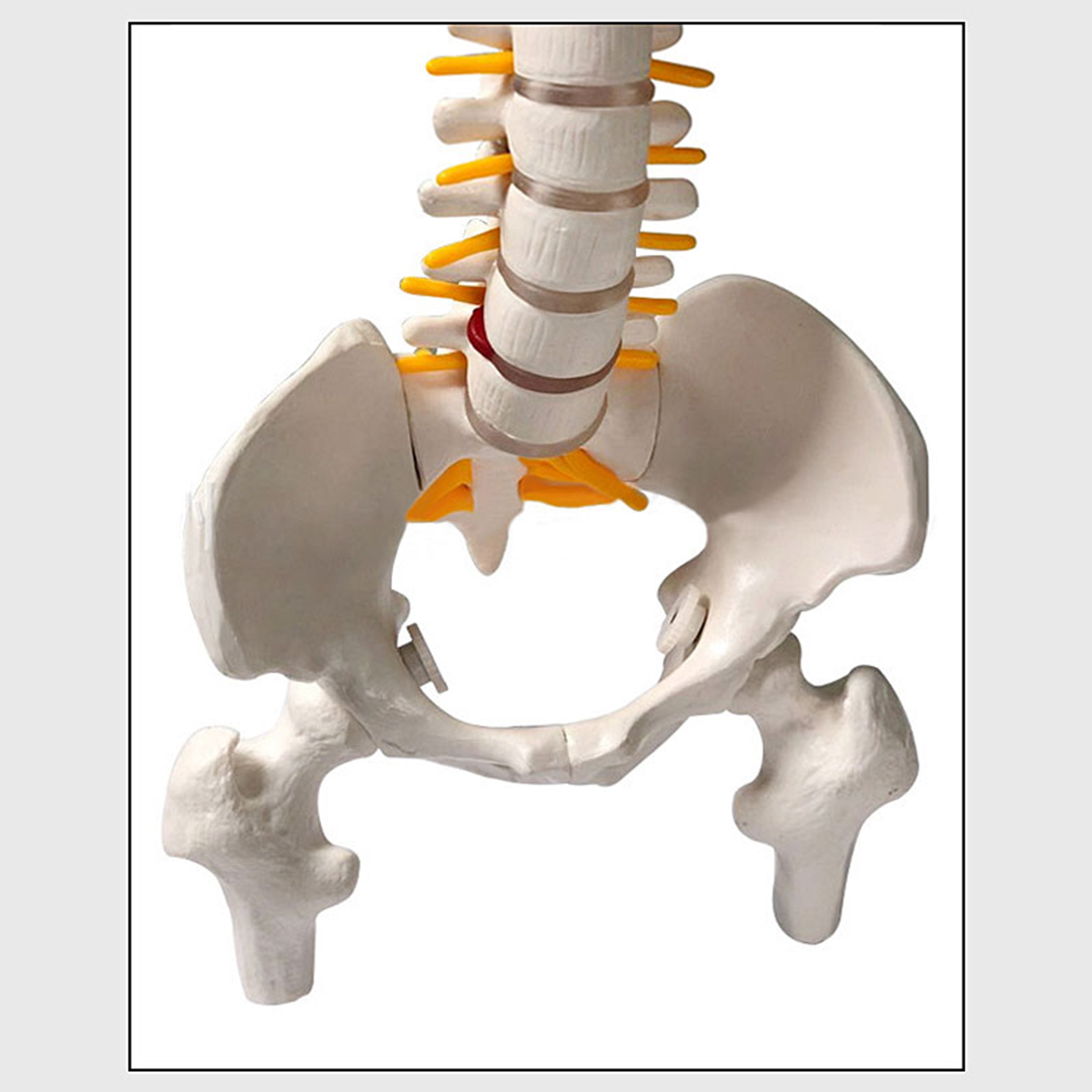 45cm-177quot-Spine-Medical-Model-With-Pelvis-Femur-Heads-12-Life-Lab-Equipment-1620821-9
