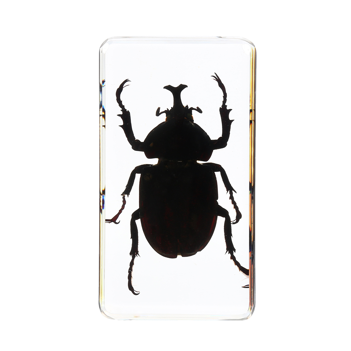 Clear-Acrylic-Lucite-Insect-Specimen-Spider-Black-Longhorn-Beetle-Scorpions-Craft-Science-Toy-1328098-4