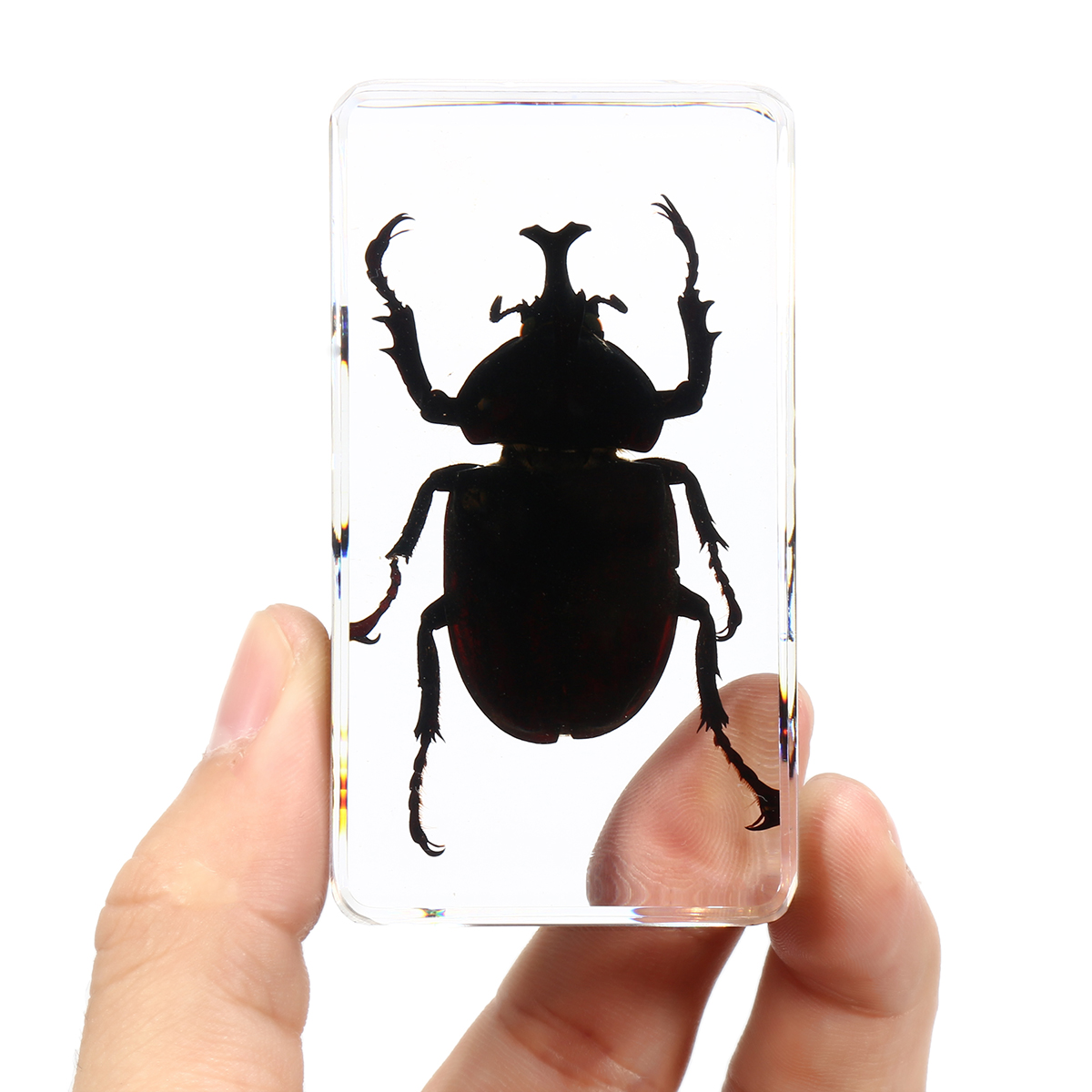 Clear-Acrylic-Lucite-Insect-Specimen-Spider-Black-Longhorn-Beetle-Scorpions-Craft-Science-Toy-1328098-6