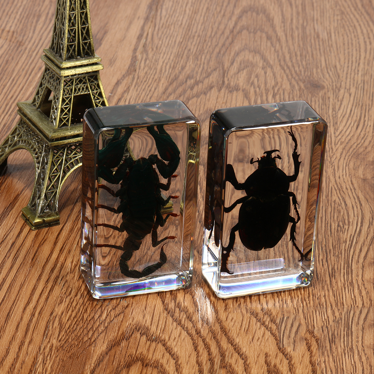Clear-Acrylic-Lucite-Insect-Specimen-Spider-Black-Longhorn-Beetle-Scorpions-Craft-Science-Toy-1328098-8
