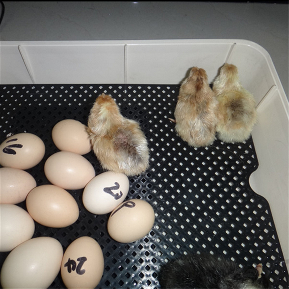 Egg-Incubator-Incubator-Hatcher-24-Digital-Fully-Automatic-Clear-Egg-Turning-Incubator-Hatcher-1359922-4